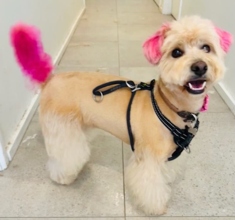 A cream doodle in a harness with hot-pink dyed ears and tail standing in a hallway