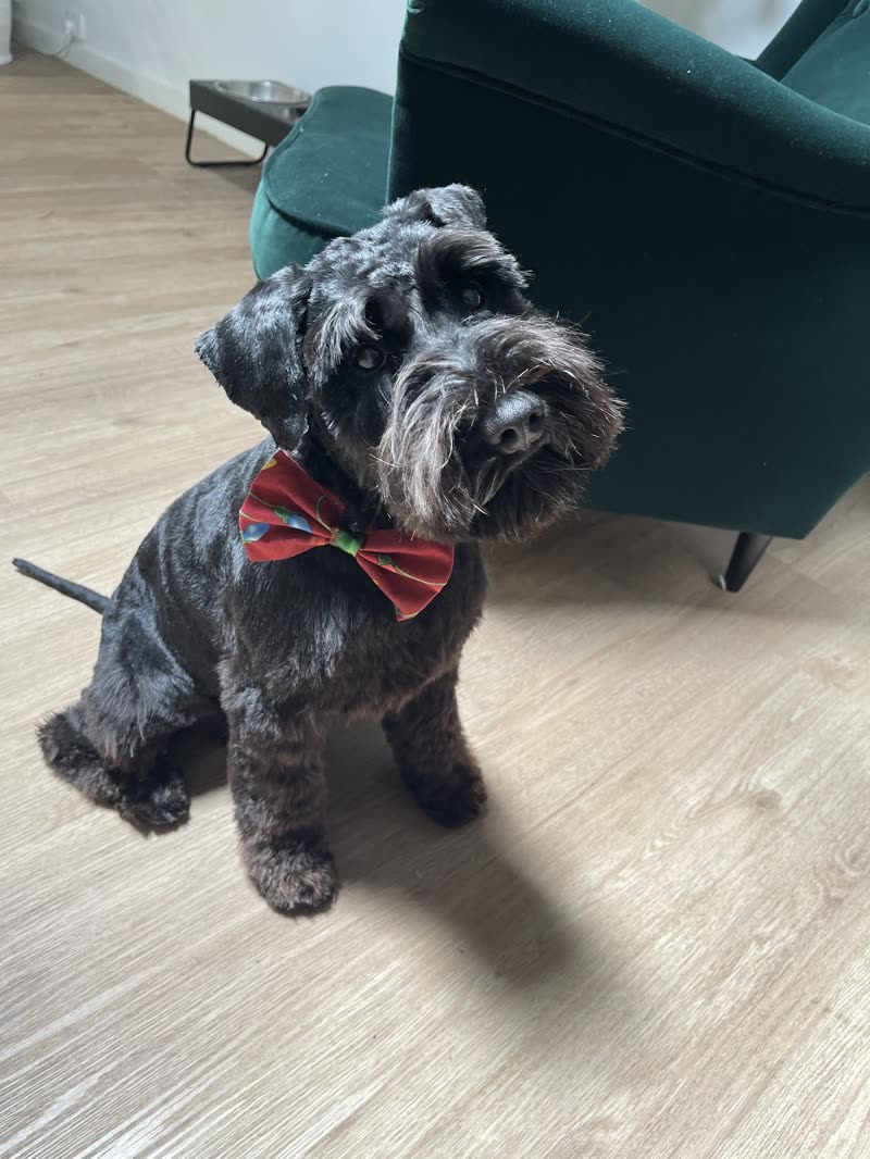A grey schnauzer with a hand-stripped coat and a red tartan bow tie sitting on floorboards