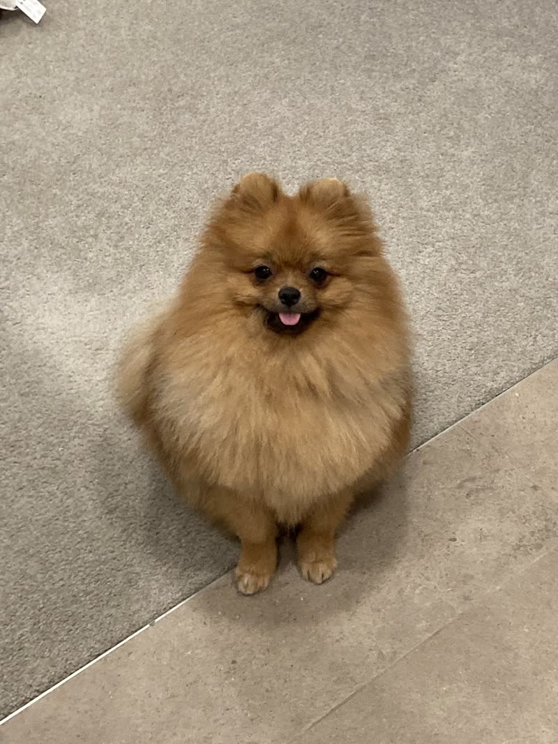 A freshly groomed orange Pomeranian sitting on a tiled floor looking up