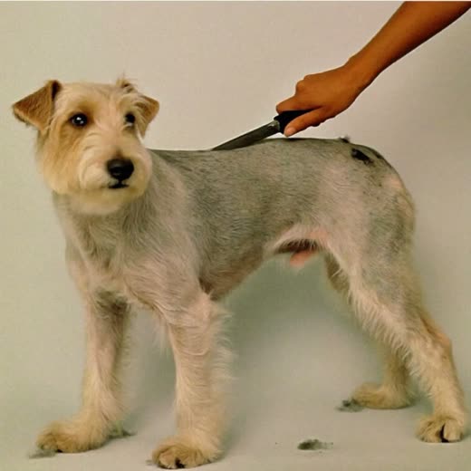 A wiry-coated dog having its coat hand-stripped